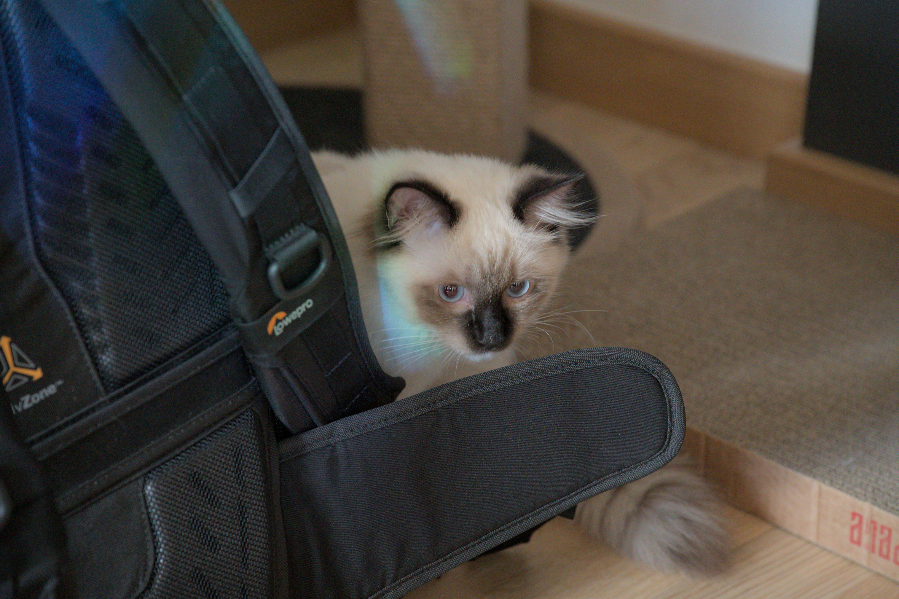 2025/10/12 - cats/DSC_0007.jpg